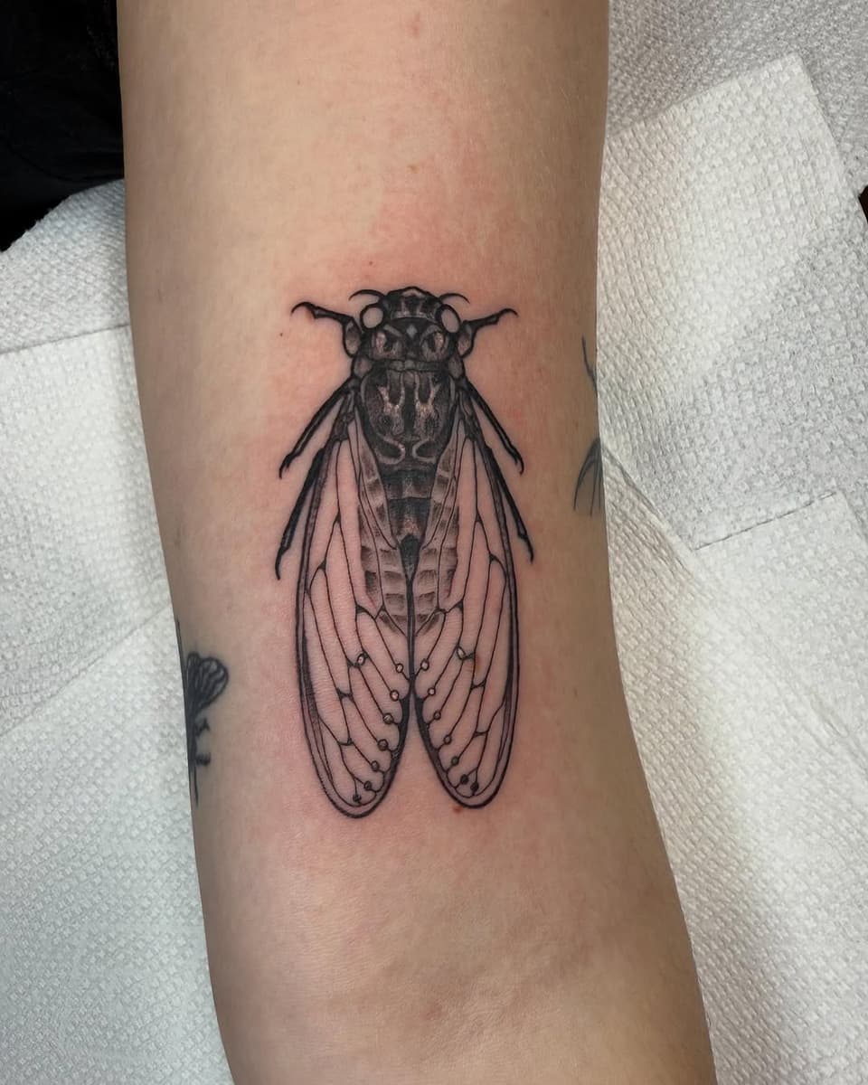 Cicada insect tattoo with detailed wings and segmented body in black ink on the inner forearm.